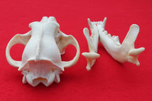 Load image into Gallery viewer, XXXL Wolf Skull - 2022-33