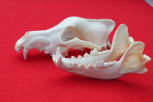 Load image into Gallery viewer, XXXL Wolf Skull - 2022-33