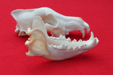 Load image into Gallery viewer, XXXL Wolf Skull - 2022-33