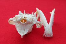 Load image into Gallery viewer, XXXL Wolf Skull - 2022-33