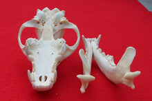 Load image into Gallery viewer, XXXL Wolf Skull - 2022-33
