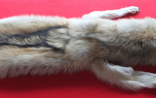 Load image into Gallery viewer, Huge Canadian Arctic Wolf - Taxidermy Quality - WLF1037