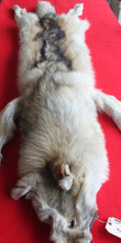 Load image into Gallery viewer, Huge Canadian Arctic Wolf - Taxidermy Quality - WLF1037