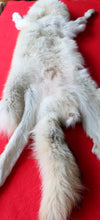Load image into Gallery viewer, Huge Canadian Arctic Wolf - Taxidermy Quality - WLF1037