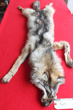 Load image into Gallery viewer, Eastern Canada COYWOLF - Taxidermy Quality - WLF1036