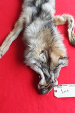 Load image into Gallery viewer, Eastern Canada COYWOLF - Taxidermy Quality - WLF1036