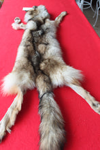 Load image into Gallery viewer, Eastern Canada COYWOLF - Taxidermy Quality - WLF1036