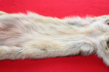 Load image into Gallery viewer, Eastern Canada COYWOLF - Taxidermy Quality - WLF1036