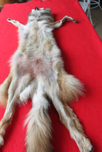 Load image into Gallery viewer, Eastern Canada COYWOLF - Taxidermy Quality - WLF1036