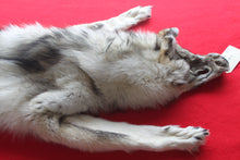 Load image into Gallery viewer, Canadian Arctic Wolf - Taxidermy Quality - WLF1038