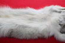 Load image into Gallery viewer, Canadian Arctic Wolf - Taxidermy Quality - WLF1038