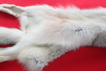 Load image into Gallery viewer, Canadian Arctic Wolf - Taxidermy Quality - WLF1038