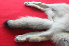 Load image into Gallery viewer, Canadian Arctic Wolf - Taxidermy Quality - WLF1038