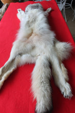 Load image into Gallery viewer, Canadian Arctic Wolf - Taxidermy Quality - WLF1038
