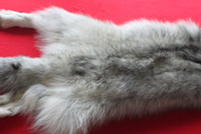 Load image into Gallery viewer, Canadian Arctic Wolf - Taxidermy Quality - WLF1039