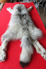 Load image into Gallery viewer, Canadian Arctic Wolf - Taxidermy Quality - WLF1039