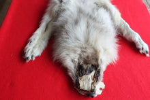 Load image into Gallery viewer, Canadian Arctic Wolf - Taxidermy Quality - WLF1039