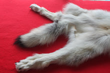 Load image into Gallery viewer, Canadian Arctic Wolf - Taxidermy Quality - WLF1039