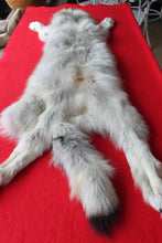 Load image into Gallery viewer, Canadian Arctic Wolf - Taxidermy Quality - WLF1039