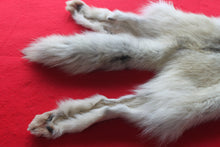 Load image into Gallery viewer, Canadian Arctic Wolf - Taxidermy Quality - WLF1041