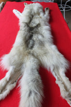 Load image into Gallery viewer, Canadian Arctic Wolf - Taxidermy Quality - WLF1041