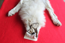 Load image into Gallery viewer, Canadian Arctic Wolf - Taxidermy Quality - WLF1041