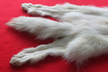 Load image into Gallery viewer, Canadian Arctic Wolf - Taxidermy Quality - WLF1041