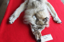Load image into Gallery viewer, Canadian Arctic Wolf - Taxidermy Quality - WLF1042