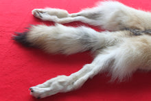 Load image into Gallery viewer, Canadian Arctic Wolf - Taxidermy Quality - WLF1042