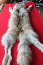 Load image into Gallery viewer, Canadian Arctic Wolf - Taxidermy Quality - WLF1042