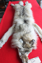 Load image into Gallery viewer, Canadian Arctic Wolf - Taxidermy Quality - WLF1042