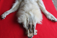 Load image into Gallery viewer, Canadian Arctic Wolf - Taxidermy Quality - WLF1042