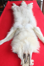 Load image into Gallery viewer, Canadian Arctic Wolf - Taxidermy Quality - WLF1042