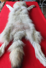 Load image into Gallery viewer, Canadian Arctic Wolf - Taxidermy Quality - WLF1042