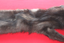 Load image into Gallery viewer, Idaho BLACK Wolf - Taxidermy Quality - WLF1044