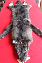 Load image into Gallery viewer, Idaho BLACK Wolf - Taxidermy Quality - WLF1045