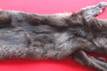 Load image into Gallery viewer, Idaho BLACK Wolf - Taxidermy Quality - WLF1045