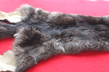 Load image into Gallery viewer, Idaho BLACK Wolf - Taxidermy Quality - WLF1045