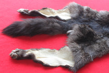 Load image into Gallery viewer, Idaho BLACK Wolf - Taxidermy Quality - WLF1045
