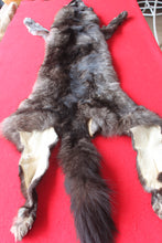 Load image into Gallery viewer, Idaho BLACK Wolf - Taxidermy Quality - WLF1045