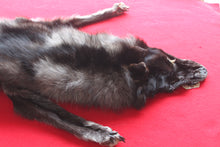 Load image into Gallery viewer, Huge Canadian Arctic BLACK Wolf - Taxidermy Quality - WLF1046
