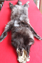 Load image into Gallery viewer, Huge Canadian Arctic BLACK Wolf - Taxidermy Quality - WLF1046