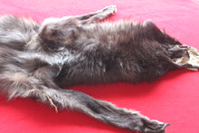Load image into Gallery viewer, Huge Canadian Arctic BLACK Wolf - Taxidermy Quality - WLF1046