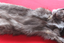 Load image into Gallery viewer, Huge Canadian Arctic BLACK Wolf - Taxidermy Quality - WLF1046