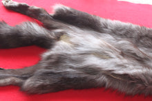 Load image into Gallery viewer, Huge Canadian Arctic BLACK Wolf - Taxidermy Quality - WLF1046