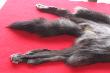 Load image into Gallery viewer, Huge Canadian Arctic BLACK Wolf - Taxidermy Quality - WLF1046