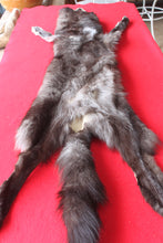 Load image into Gallery viewer, Huge Canadian Arctic BLACK Wolf - Taxidermy Quality - WLF1046
