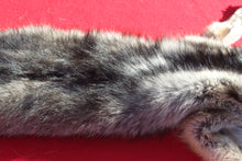Load image into Gallery viewer, Eastern Canada COYWOLF - Taxidermy Quality - WLF1047