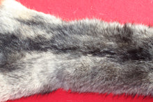 Load image into Gallery viewer, Eastern Canada COYWOLF - Taxidermy Quality - WLF1047