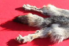 Load image into Gallery viewer, Eastern Canada COYWOLF - Taxidermy Quality - WLF1047